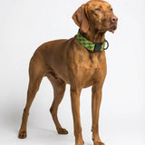 Dog wearing a Barklin patterned collar photographed on a neutral background, used to present a Barklin digital gift card for premium dog accessories.