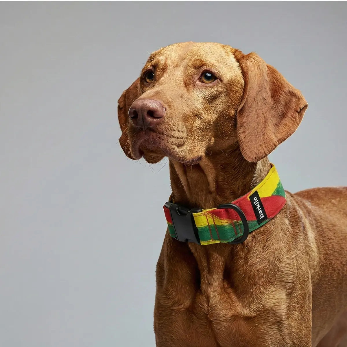 Rhytm dog collar, 4 cm width, ECONABLE recycled buckle, worn on Vizsla in studio grey, handmade in EU.