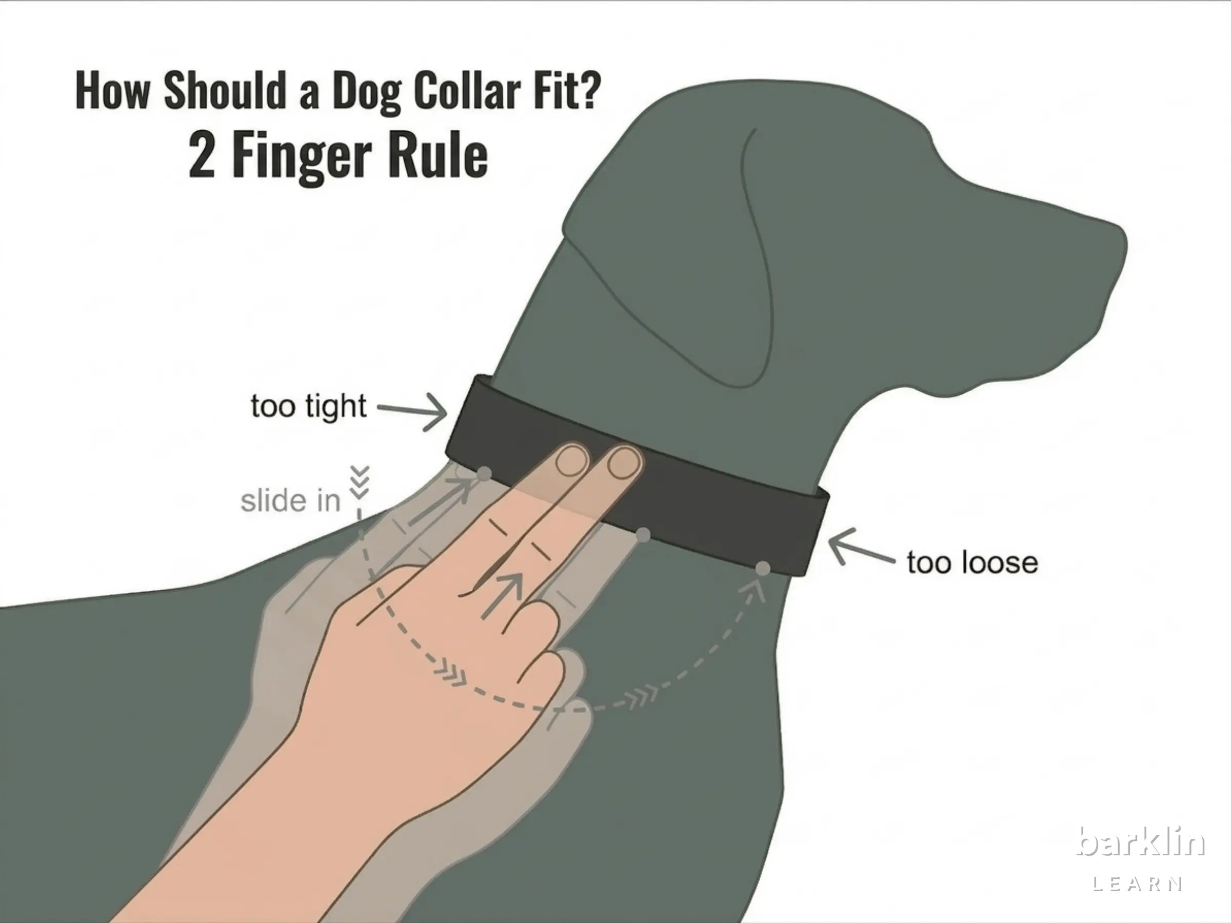 Dog collar fit with two-finger rule: correct fit, too tight and too loose