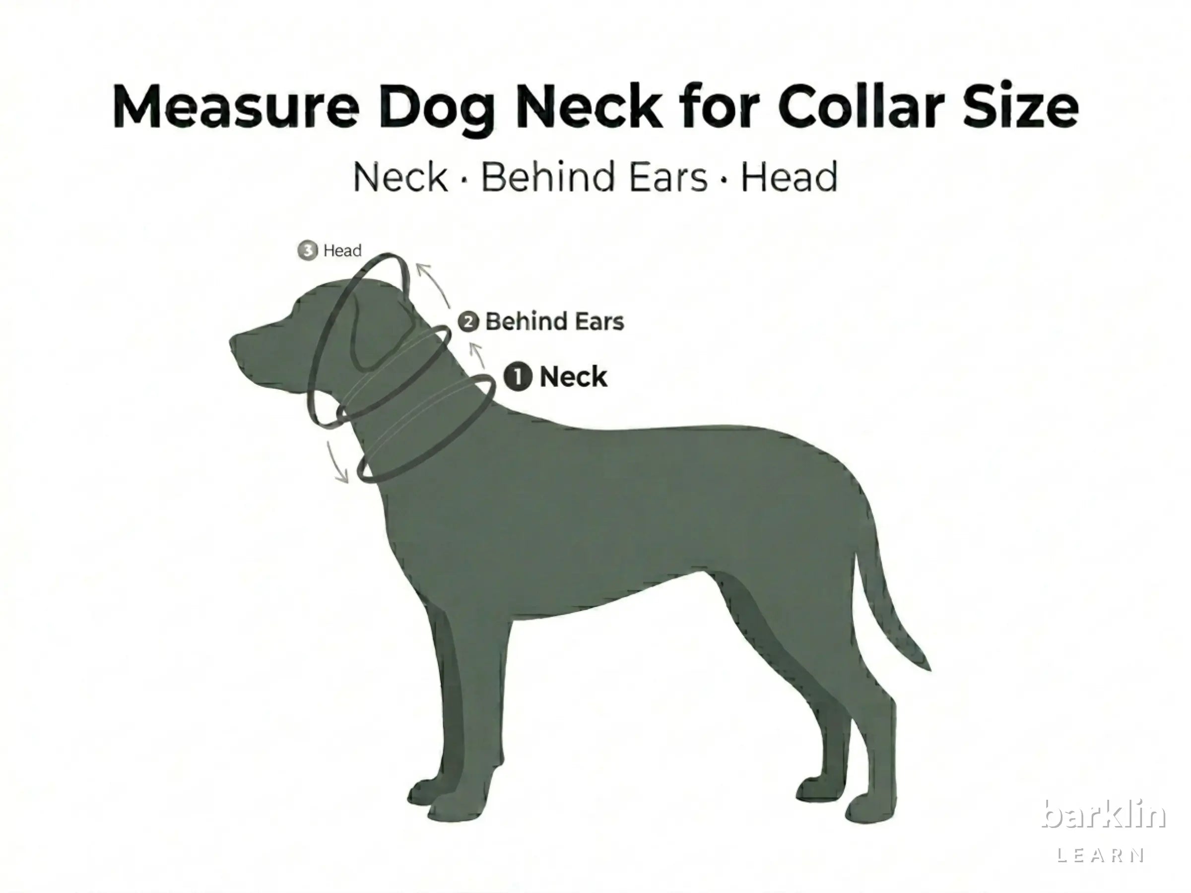 Measurement diagram with neck circumference, behind the ears, and head circumference on a dog