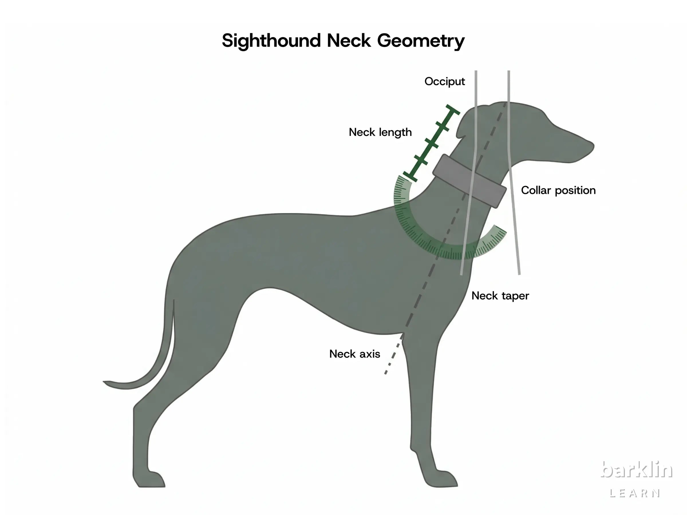 Diagram of sighthound neck geometry with neck length, collar position and tapered profile