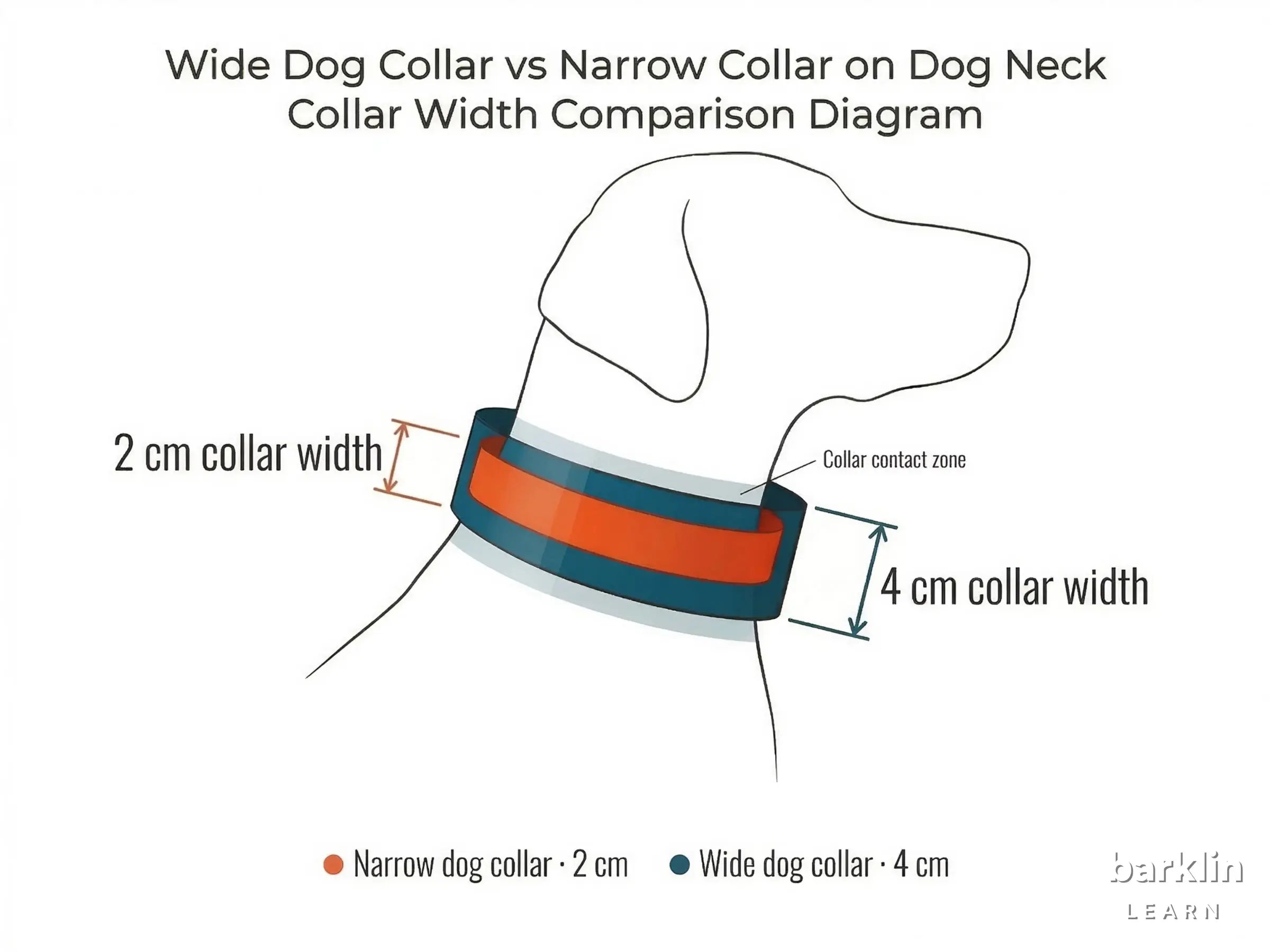 Diagram showing 2 cm and 4 cm collar width on a dog neck — wide dog collar versus standard width comparison.
